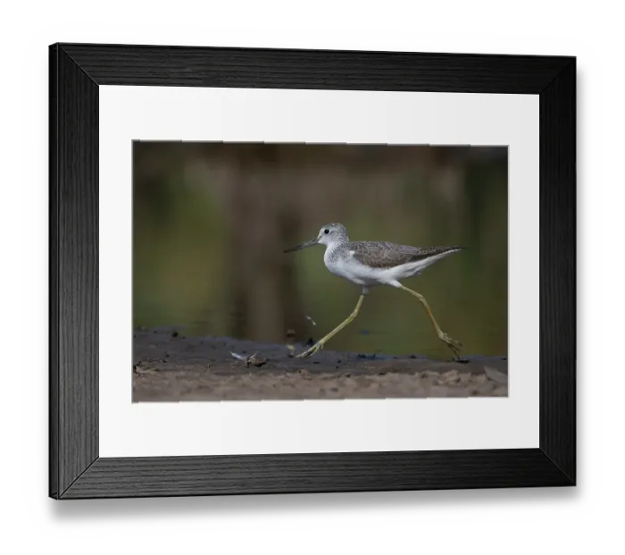 Framed Print : Common greenshank (Tringa nebularia) running at water's edge, Allahein river, The Gambia