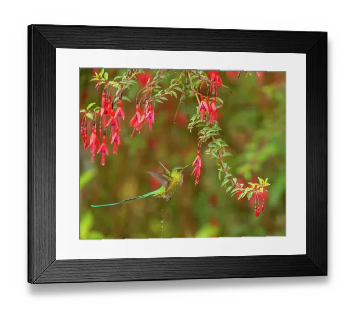 Framed Print : Long-tailed sylph hummingbird (Aglaiocercus kingii) male, nectaring on flowers, Wayqecha Biological Station, Peru Framed Print : Long-tailed sylph hummingbird (Aglaiocercus kingii) male, nectaring on flowers, Wayqecha Biological Station, Peru