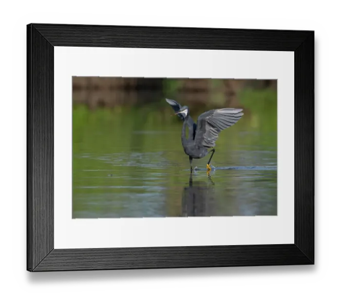 Framed Print : Western reef egret (Egretta gularis) chasing fish in shallow water, Allahein river, The Gambia Framed Print : Western reef egret (Egretta gularis) chasing fish in shallow water, Allahein river, The Gambia
