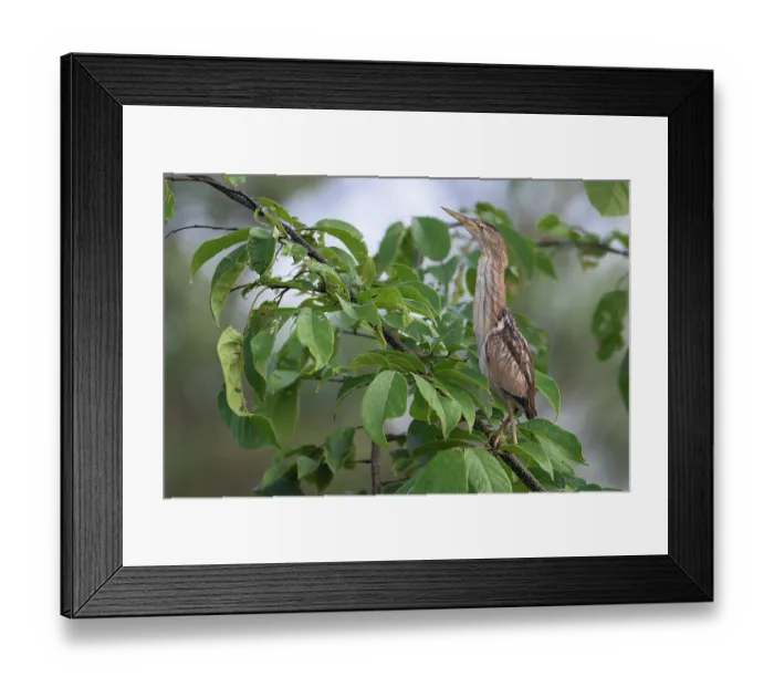 Framed Print : Little bittern (Ixobrychus minutus) juvenile, perched in tree, Allahein river, The Gambia Framed Print : Little bittern (Ixobrychus minutus) juvenile, perched in tree, Allahein river, The Gambia