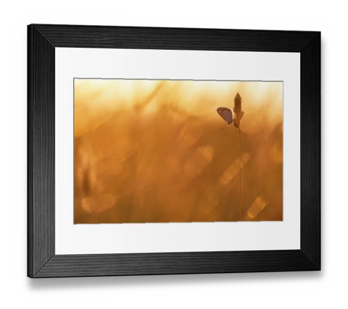 Framed Print : RF - Silver-studded blue butterfly (Plebejus argus) roosting on grasses bathed in warm evening light, Gwithian, Cornwall, England, UK. June Framed Print : RF - Silver-studded blue butterfly (Plebejus argus) roosting on grasses bathed in warm evening light, Gwithian, Cornwall, England, UK. June