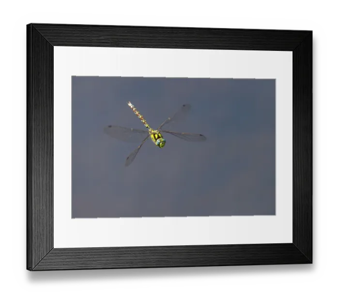 Framed Print : RF - Southern hawker (Aeshna cyanea) dragonfly in flight, Meeth Quarry, Cornwall, England, UK. August. (This image may be licensed either as rights managed or royalty free.) Framed Print : RF - Southern hawker (Aeshna cyanea) dragonfly in flight, Meeth Quarry, Cornwall, England, UK. August. (This image may be licensed either as rights managed or royalty free.)
