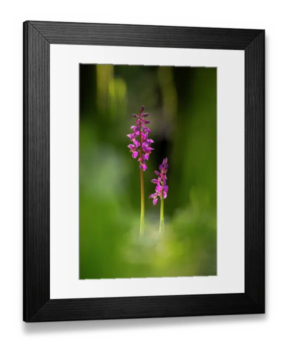 Framed Print : RF - Purple orchids (Orchis mascula) in flower, Broxwater, Cornwall, England, UK. April. (This image may be licensed either as rights managed or royalty free.)