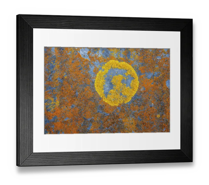 Framed Print : Yellow wall lichen (Xanthoria parietina), Gunwalloe, Cornwall, England, UK. April Framed Print : Yellow wall lichen (Xanthoria parietina), Gunwalloe, Cornwall, England, UK. April
