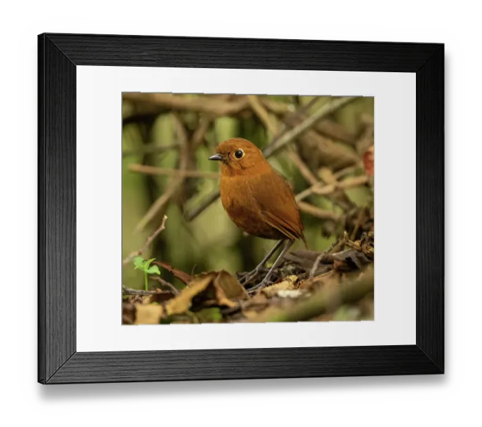 Framed Print : Urabamba antpitta (Grallaria occabambae) portrait, Wayqecha Biological Station, Peru Framed Print : Urabamba antpitta (Grallaria occabambae) portrait, Wayqecha Biological Station, Peru