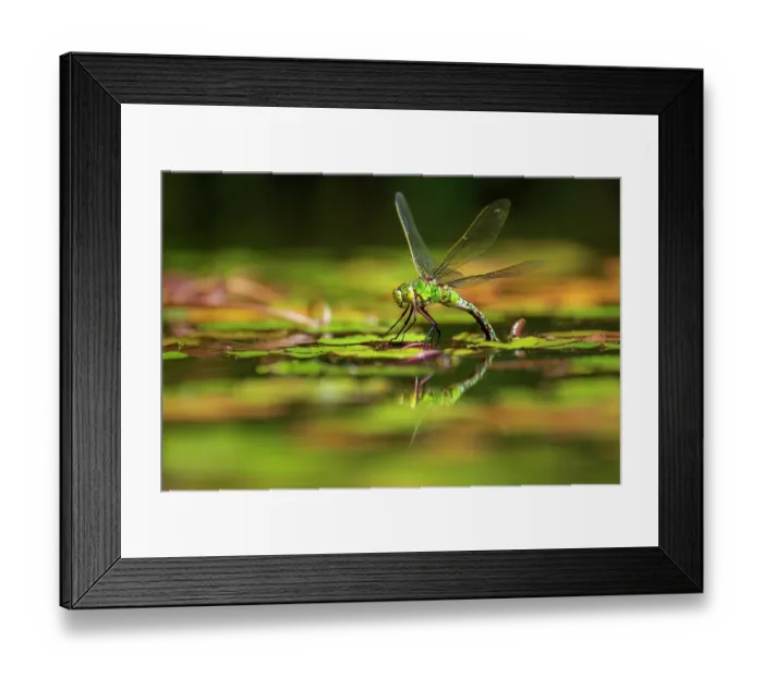 Framed Print : RF - Emperor dragonfly (Anax imperator) female, ovipositing in pond, Cornwall, England, UK. July. (This image may be licensed either as rights managed or royalty free.)