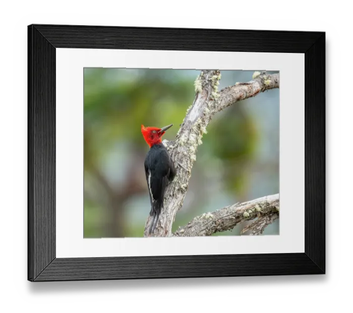 Framed Print : Magellanic woodpecker (Campephilus magellanicus) male, perched on branch, Ushuaia, Argentina Framed Print : Magellanic woodpecker (Campephilus magellanicus) male, perched on branch, Ushuaia, Argentina