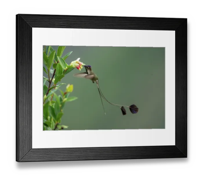 Framed Print : Marvellous spatuletail hummingbird (Loddigesia mirabilis) male, nectaring on flower, Huembo Lodge, Peru. Endangered Framed Print : Marvellous spatuletail hummingbird (Loddigesia mirabilis) male, nectaring on flower, Huembo Lodge, Peru. Endangered