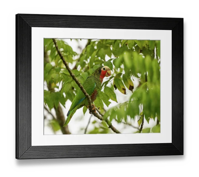 Framed Print : Cuban amazon (Amazona leucocephala) perched in tree, Zapata, Cuba Framed Print : Cuban amazon (Amazona leucocephala) perched in tree, Zapata, Cuba