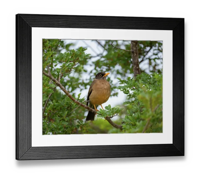 Framed Print : Austral thrush (Turdus falcklandii) perched on branch, Ushuaia, Argentina Framed Print : Austral thrush (Turdus falcklandii) perched on branch, Ushuaia, Argentina