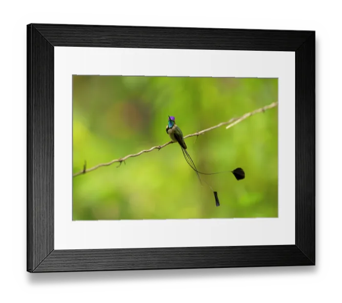Framed Print : Marvellous spatuletail hummingbird (Loddigesia mirabilis) male, perched on vine, Refugio del colibre espatula, Cocachimba, Peru. Endangered Framed Print : Marvellous spatuletail hummingbird (Loddigesia mirabilis) male, perched on vine, Refugio del colibre espatula, Cocachimba, Peru. Endangered