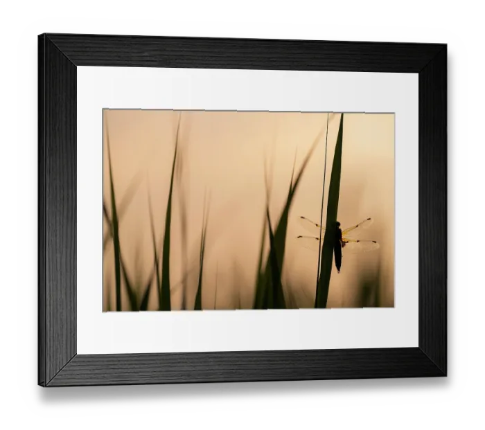 Framed Print : RF - Four-spotted chaser dragonfly (Libellula quadrimaculata) roosting, silhouetted at sunrise, Ham Wall RSPB Nature reserve, Somerset, England, UK. May Framed Print : RF - Four-spotted chaser dragonfly (Libellula quadrimaculata) roosting, silhouetted at sunrise, Ham Wall RSPB Nature reserve, Somerset, England, UK. May