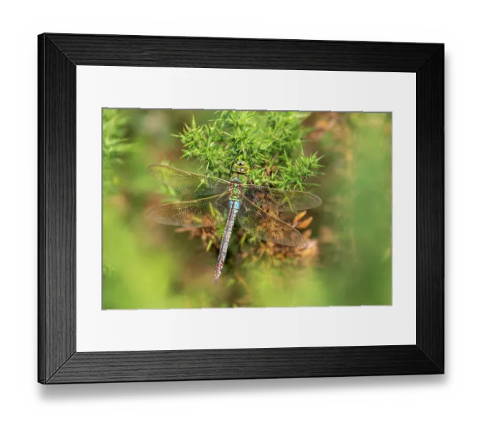 Framed Print : RF - Emperor dragonfly (Anax imperator) resting on gorse, Meeth Quarry, Devon, England, UK. August. (This image may be licensed either as rights managed or royalty free.) Framed Print : RF - Emperor dragonfly (Anax imperator) resting on gorse, Meeth Quarry, Devon, England, UK. August. (This image may be licensed either as rights managed or royalty free.)