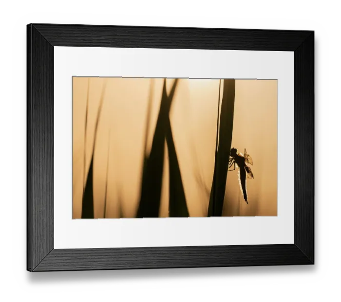 Framed Print : RF - Four-spotted chaser dragonfly (Libellula quadrimaculata) roosting, silhouetted at sunrise, Ham Wall RSPB Nature reserve, Somerset, England, UK. May Framed Print : RF - Four-spotted chaser dragonfly (Libellula quadrimaculata) roosting, silhouetted at sunrise, Ham Wall RSPB Nature reserve, Somerset, England, UK. May