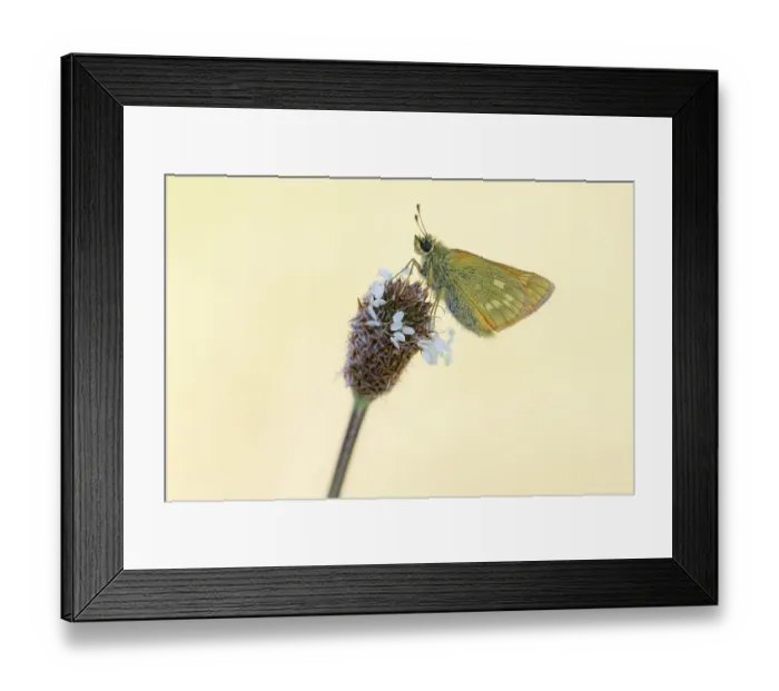 Framed Print : RF - Large skipper butterfly (Ochlodes sylvanus) resting on Ribwort plantain (Plantago lanceolata), Gwithian, Cornwall, England, UK. June Framed Print : RF - Large skipper butterfly (Ochlodes sylvanus) resting on Ribwort plantain (Plantago lanceolata), Gwithian, Cornwall, England, UK. June