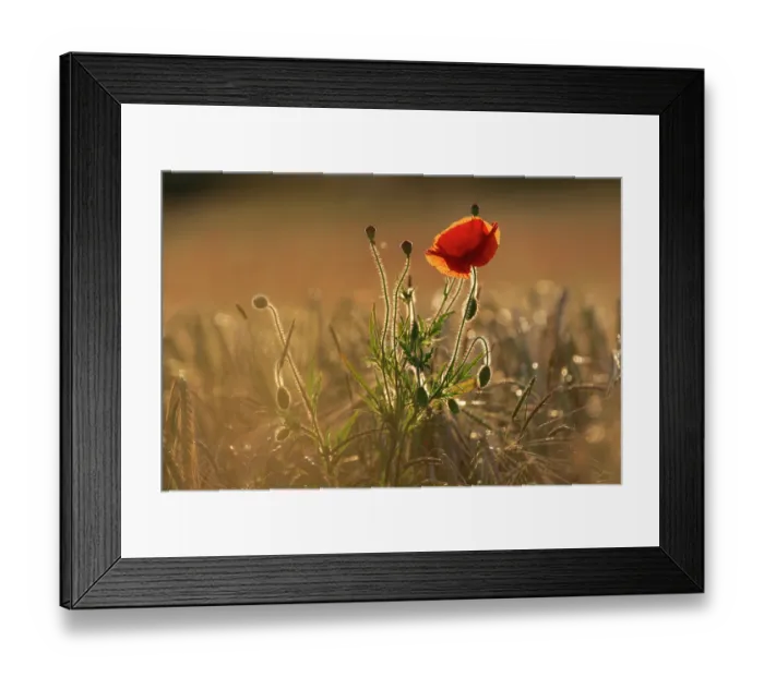 Framed Print : RF - Poppy (Papaver rhoeas) flowering in a cornfield, backlit in evening light, Soham, Cambridgeshire, UK. June Framed Print : RF - Poppy (Papaver rhoeas) flowering in a cornfield, backlit in evening light, Soham, Cambridgeshire, UK. June