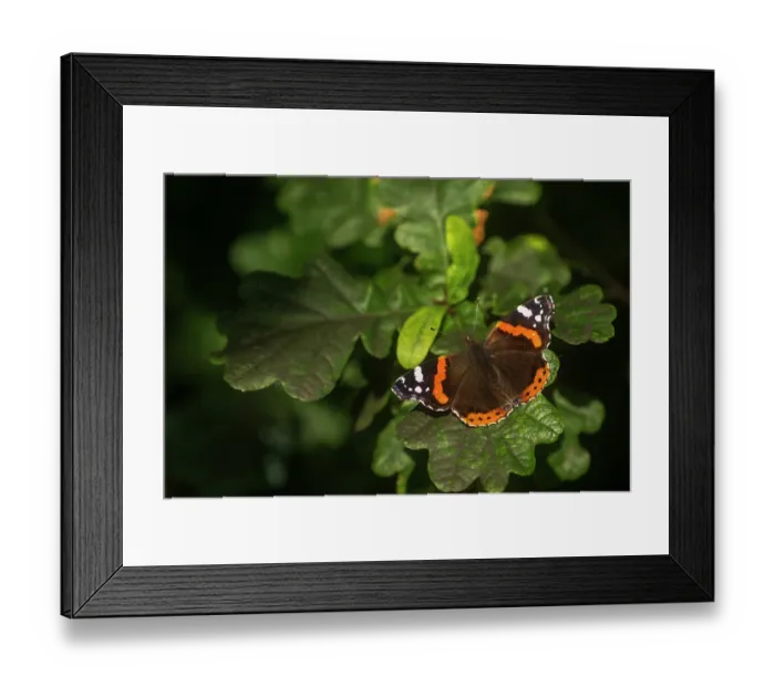 Framed Print : RF - Red admiral butterfly (Vanessa atalanta) resting on Oak leaves, basking in early morning light, Volehouse Farm, Devon, England, UK. August Framed Print : RF - Red admiral butterfly (Vanessa atalanta) resting on Oak leaves, basking in early morning light, Volehouse Farm, Devon, England, UK. August