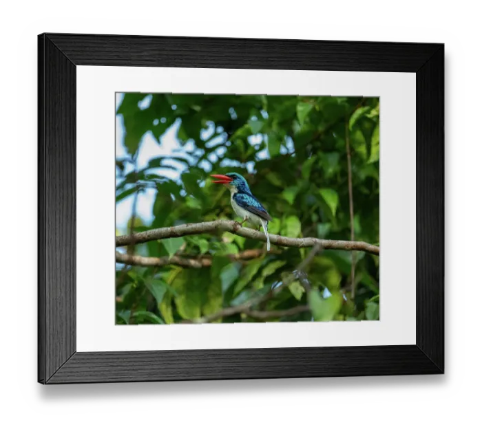 Framed Print : Biak paradise kingfisher (Tanysiptera riedelii) perched on branch, Biak island, northwest of New Guinea island, West Papua, Indonesia