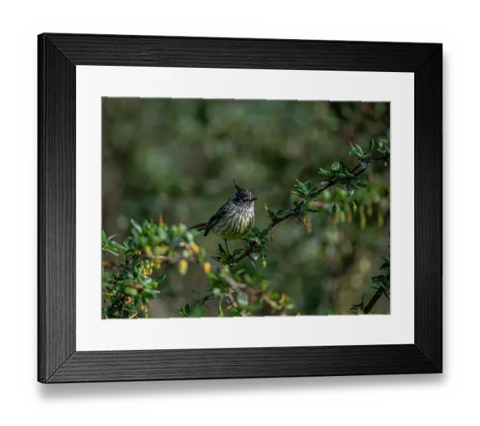 Framed Print : Tufted tit-tyrant (Anairetes parulus) perched on branch, Ushuaia, Argentina Framed Print : Tufted tit-tyrant (Anairetes parulus) perched on branch, Ushuaia, Argentina