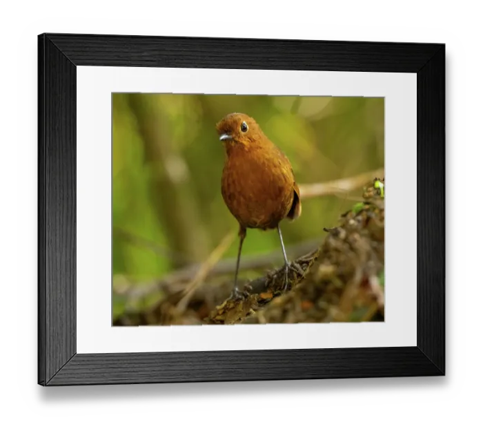 Framed Print : Urubamba antpitta (Grallaria occabambae) portrait, Wayqecha Biological Station, Peru Framed Print : Urubamba antpitta (Grallaria occabambae) portrait, Wayqecha Biological Station, Peru