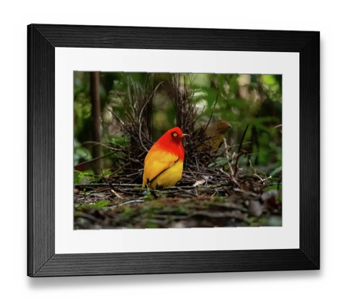 Framed Print : Flame bowerbird (Sericulus ardens) male displaying towards female on lek, Kwatu camp, near Kiunga, Papua New Guinea Framed Print : Flame bowerbird (Sericulus ardens) male displaying towards female on lek, Kwatu camp, near Kiunga, Papua New Guinea