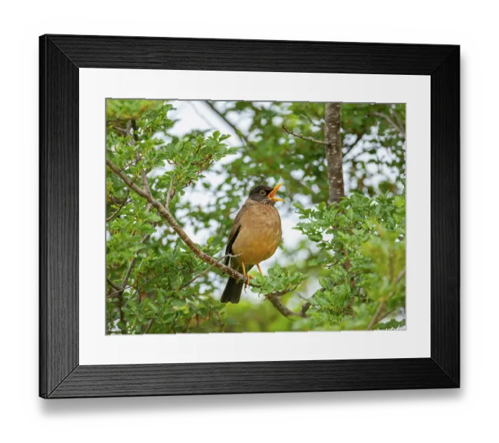 Framed Print : Austral thrush (Turdus falcklandii) perched on branch, singing, Ushuaia, Argentina Framed Print : Austral thrush (Turdus falcklandii) perched on branch, singing, Ushuaia, Argentina