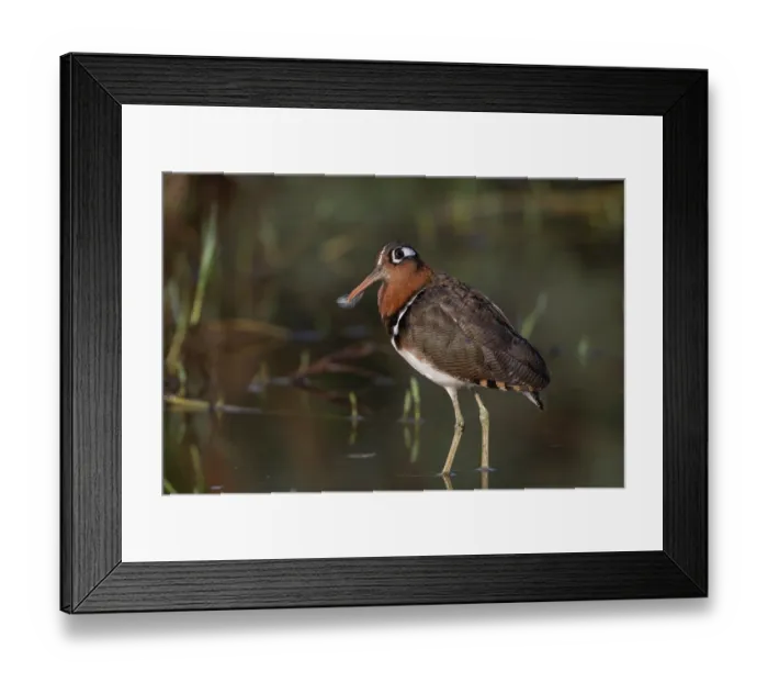 Framed Print : RF - Greater painted-snipe (Rostratula benghalensis) female, standing in shallow water with a small feather on its beak after preening, Allahein river, The Gambia Framed Print : RF - Greater painted-snipe (Rostratula benghalensis) female, standing in shallow water with a small feather on its beak after preening, Allahein river, The Gambia