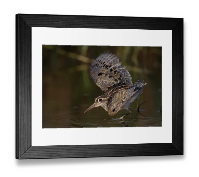 Framed Print : Greater painted-snipe (Rostratula benghalensis) male, displaying threatening posture against other waders, Allahein river, The Gambia Framed Print : Greater painted-snipe (Rostratula benghalensis) male, displaying threatening posture against other waders, Allahein river, The Gambia