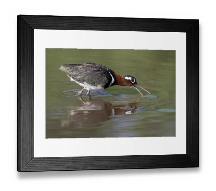 Framed Print : Greater painted-snipe (Rostratula benghalensis) female, feeding in shallow water, Allahein river, The Gambia Framed Print : Greater painted-snipe (Rostratula benghalensis) female, feeding in shallow water, Allahein river, The Gambia
