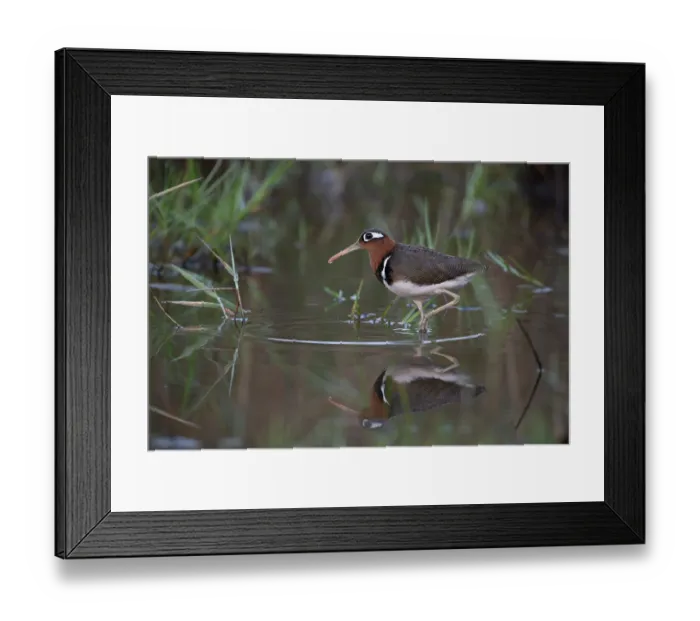 Framed Print : RF - Greater painted-snipe (Rostratula benghalensis) female, wading in shallow water, Allahein river, The Gambia Framed Print : RF - Greater painted-snipe (Rostratula benghalensis) female, wading in shallow water, Allahein river, The Gambia