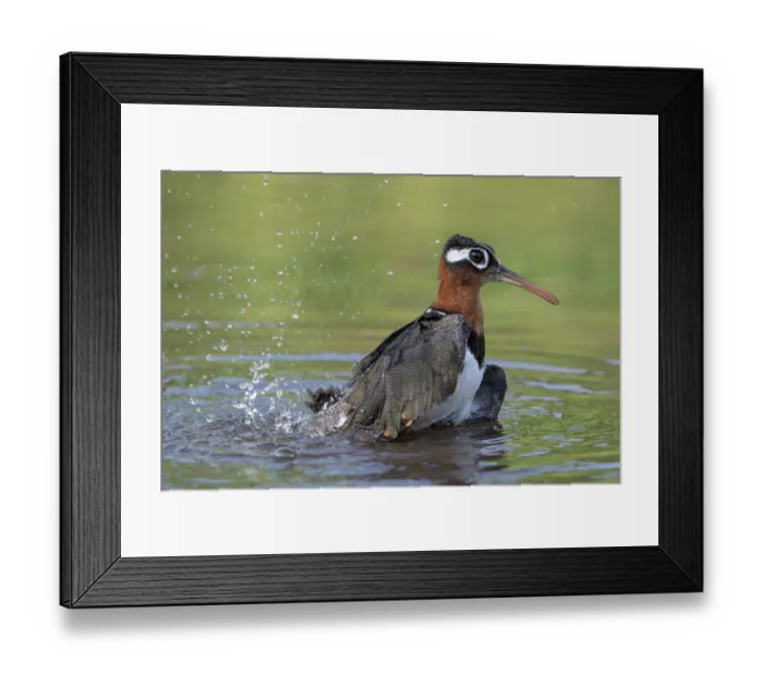 Framed Print : Greater painted-snipe (Rostratula benghalensis) female, bathing in river, Allahein river, The Gambia Framed Print : Greater painted-snipe (Rostratula benghalensis) female, bathing in river, Allahein river, The Gambia