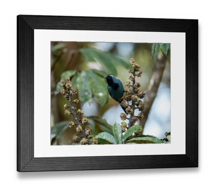 Framed Print : Eastern crested berrypecker (Paramythia montium) feeding on Umbrella fruit tree, Kumul Lodge, Enga province, Papua New Guinea Framed Print : Eastern crested berrypecker (Paramythia montium) feeding on Umbrella fruit tree, Kumul Lodge, Enga province, Papua New Guinea