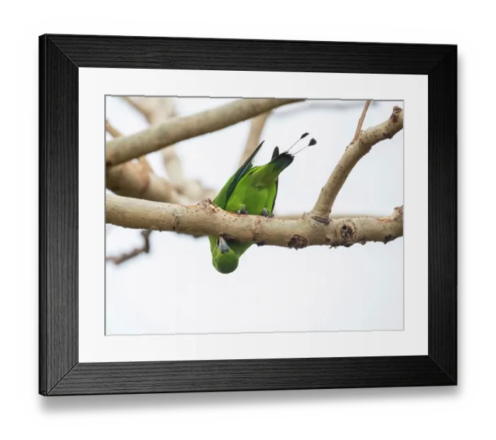 Framed Print : Green racket-tail (Prioniturus luconensis) perched on branch, Luzon, Philippines Framed Print : Green racket-tail (Prioniturus luconensis) perched on branch, Luzon, Philippines