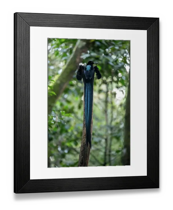 Framed Print : Black sicklebill (Epimachus fastosus) male displaying, Arfak Mountain, West Papua, Indonesia Framed Print : Black sicklebill (Epimachus fastosus) male displaying, Arfak Mountain, West Papua, Indonesia
