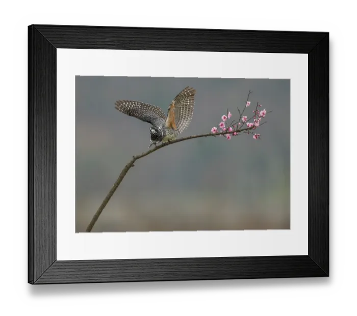 Framed Print : Crested kingfisher (Megaceryle lugubris) perched on a branch, about to take flight while fishing, Dongzhai, China Framed Print : Crested kingfisher (Megaceryle lugubris) perched on a branch, about to take flight while fishing, Dongzhai, China