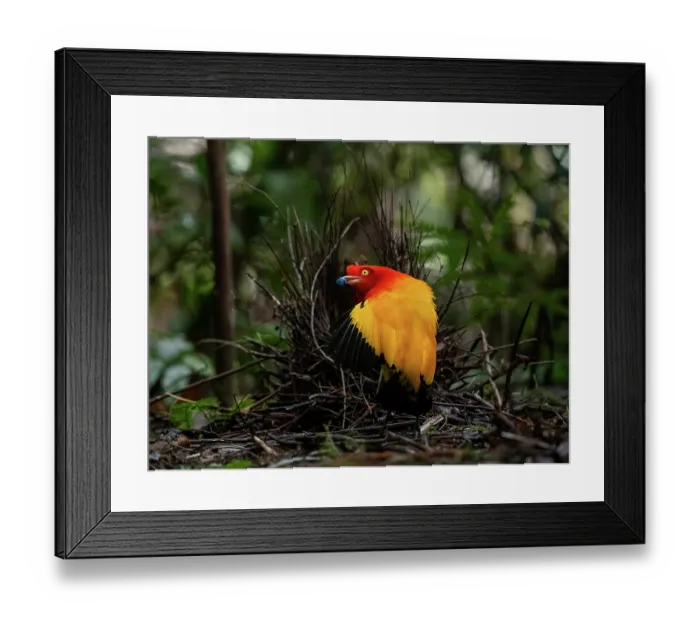 Framed Print : Flame bowerbird (Sericulus ardens) male, displaying on lek towards female, offering nuptial gift, Kwatu camp, near Kiunga, Papua New Guinea Framed Print : Flame bowerbird (Sericulus ardens) male, displaying on lek towards female, offering nuptial gift, Kwatu camp, near Kiunga, Papua New Guinea