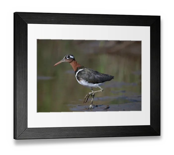 Framed Print : Greater painted-snipe (Rostratula benghalensis) female, walking along water's edge, Allahein river, The Gambia Framed Print : Greater painted-snipe (Rostratula benghalensis) female, walking along water's edge, Allahein river, The Gambia
