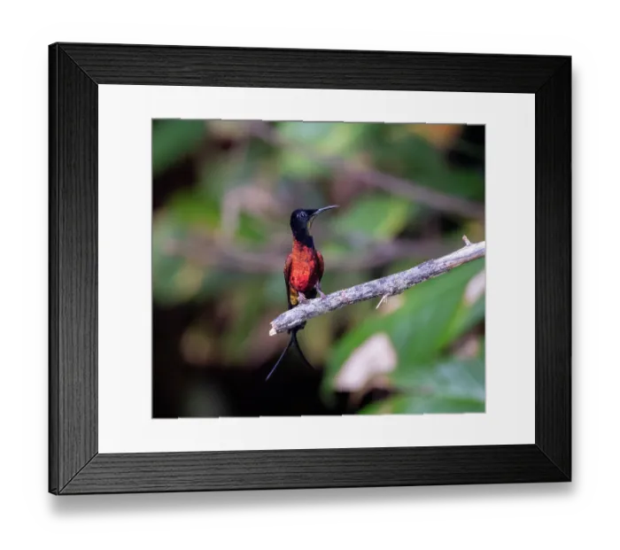 Framed Print : Fiery topaz hummingbird (Topaza pyra) perched on branch, Mitu, Colombia Framed Print : Fiery topaz hummingbird (Topaza pyra) perched on branch, Mitu, Colombia