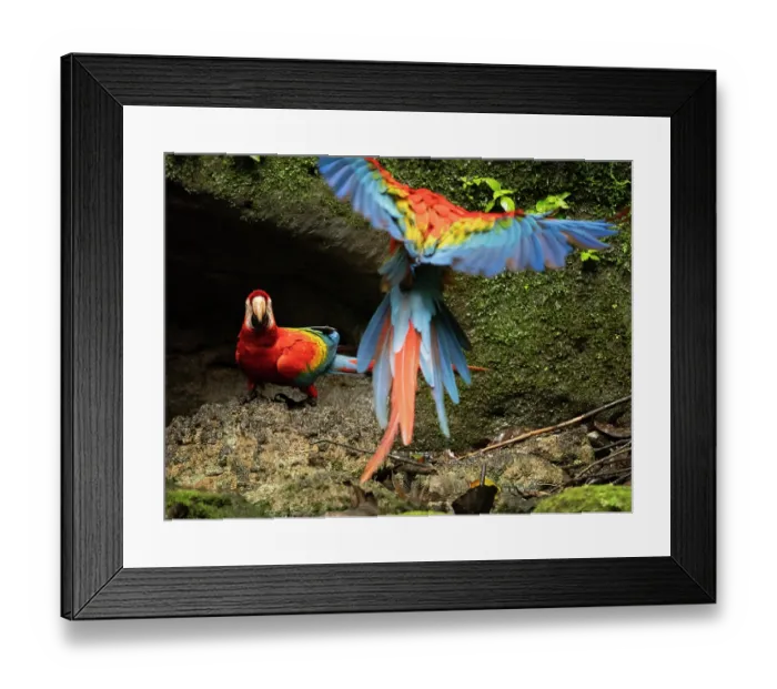 Framed Print : Scarlet macaw (Ara macao) landing at salt lick, Napo Reserve, Amazon, Ecuador Framed Print : Scarlet macaw (Ara macao) landing at salt lick, Napo Reserve, Amazon, Ecuador