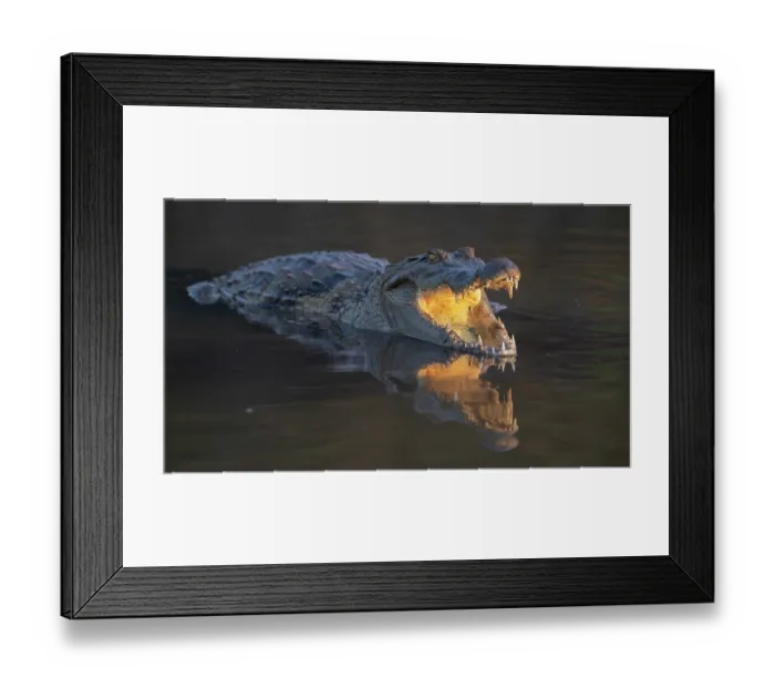 Framed Print : West African crocodile (Crocodylus suchus) resting in shallow water, Allahein river, The Gambia Framed Print : West African crocodile (Crocodylus suchus) resting in shallow water, Allahein river, The Gambia