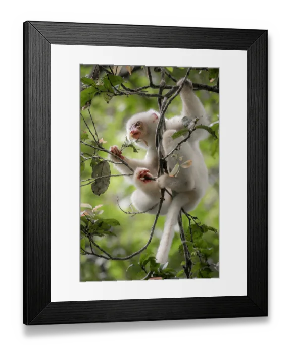 Framed Print : Silky sifaka (Propithecus candidus) sitting in a tree, Marojejy National Park, Madagascar. Critically endangered Framed Print : Silky sifaka (Propithecus candidus) sitting in a tree, Marojejy National Park, Madagascar. Critically endangered