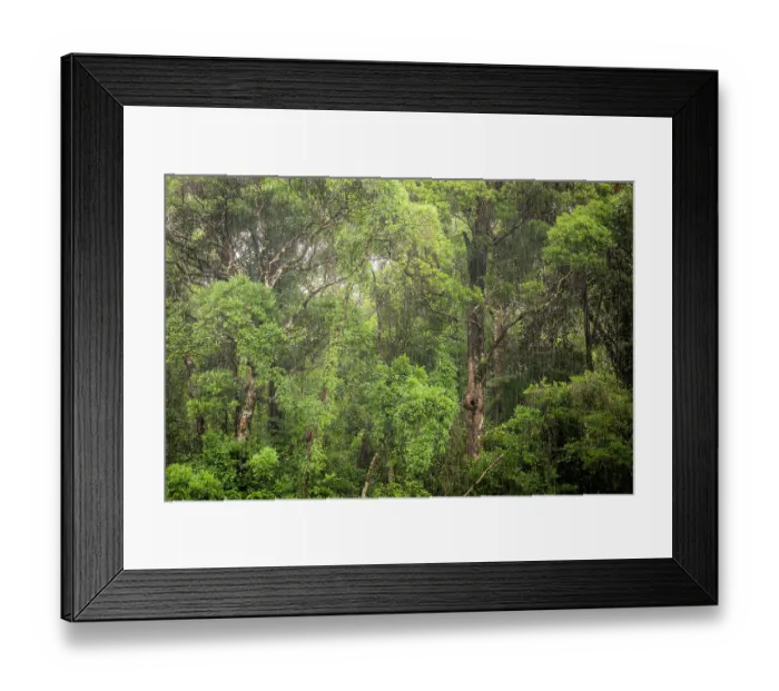 Framed Print : Tropical rainforest during a rain storm, Masoala National Park, Madagascar. March, 2018 Framed Print : Tropical rainforest during a rain storm, Masoala National Park, Madagascar. March, 2018