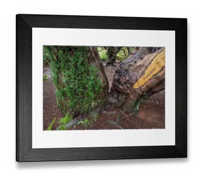 Framed Print : Yew tree (Taxus baccata) trunk, part of a famous grove of veteran trees, aged more than 500 years, Kingley Vale National nature reserve, South Downs National Park, West Sussex Framed Print : Yew tree (Taxus baccata) trunk, part of a famous grove of veteran trees, aged more than 500 years, Kingley Vale National nature reserve, South Downs National Park, West Sussex