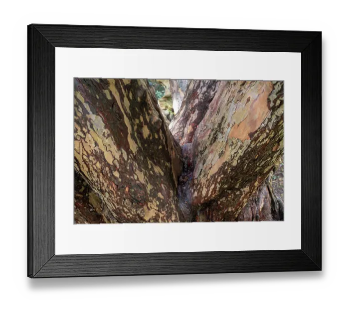 Framed Print : Yew tree (Taxus baccata) trunk, part of a famous grove of veteran trees, aged more than 500 years, Kingley Vale National nature reserve, South Downs National Park, West Sussex Framed Print : Yew tree (Taxus baccata) trunk, part of a famous grove of veteran trees, aged more than 500 years, Kingley Vale National nature reserve, South Downs National Park, West Sussex