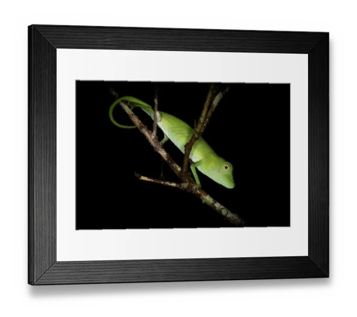 Framed Print : Marojejy chameleon (Calumma marojezense) resting on a branch at night, Marojejy National Park, Madagascar Framed Print : Marojejy chameleon (Calumma marojezense) resting on a branch at night, Marojejy National Park, Madagascar