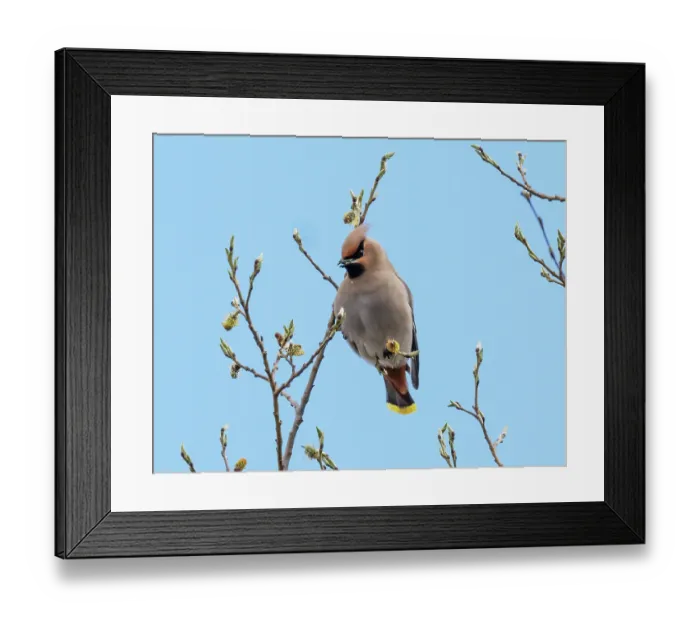 Framed Print : Bohemian waxwing (Bombycilla garrulus) perched in tree feeding on willow buds, Pokka, Lapland, Finland. May Framed Print : Bohemian waxwing (Bombycilla garrulus) perched in tree feeding on willow buds, Pokka, Lapland, Finland. May