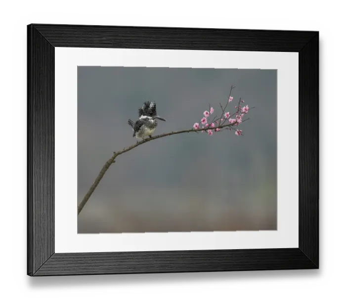 Framed Print : Crested kingfisher (Megaceryle lugubris) perched on a branch Dongzhai, China