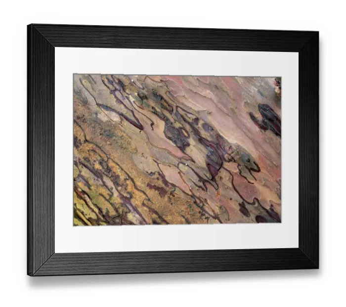 Framed Print : Yew tree (Taxus baccata) bark from ancient tree, part of a famous grove of veteran trees, aged more than 500 years, Kingley Vale National nature reserve