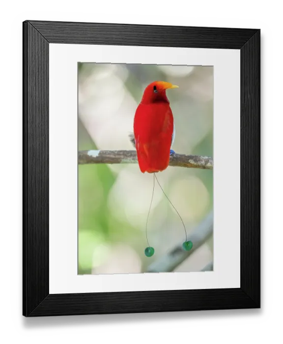Framed Print : King bird of paradise (Cicinnurus regius) male perched on branch, Aru Island, Indonesia Framed Print : King bird of paradise (Cicinnurus regius) male perched on branch, Aru Island, Indonesia