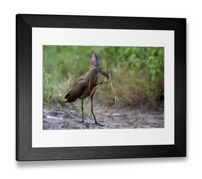 Framed Print : Hamerkop (Scopus umbretta) collecting nesting material, Allahein river, The Gambia Framed Print : Hamerkop (Scopus umbretta) collecting nesting material, Allahein river, The Gambia